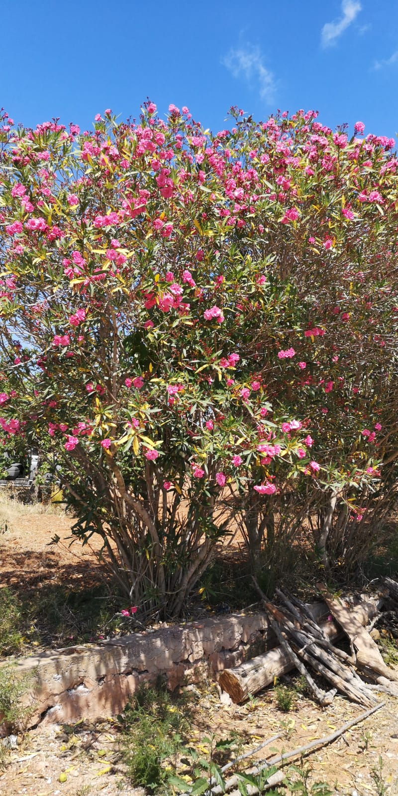 Ibiza flowers