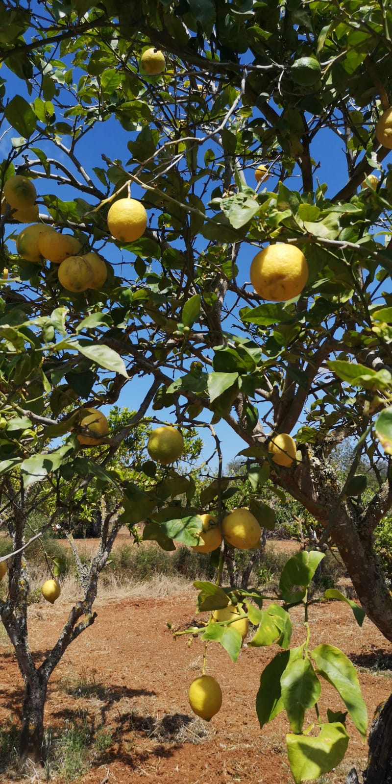 Ibiza lemons