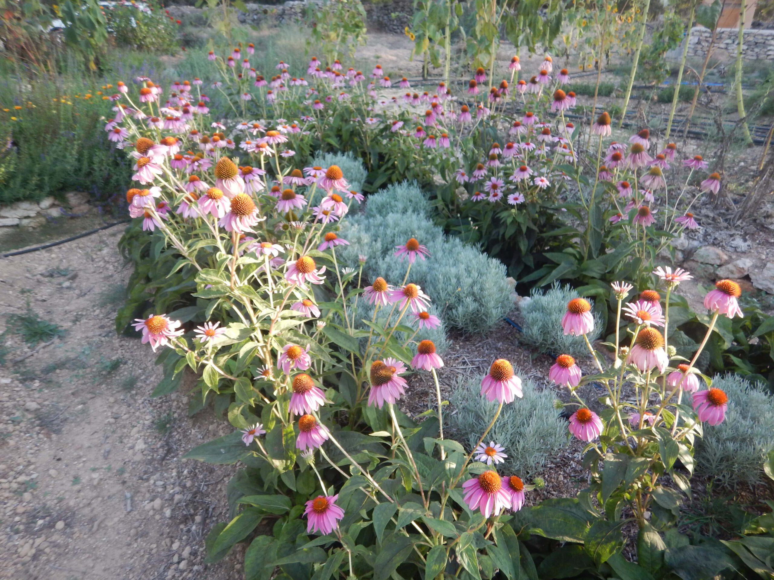 Sanima Herbs planten